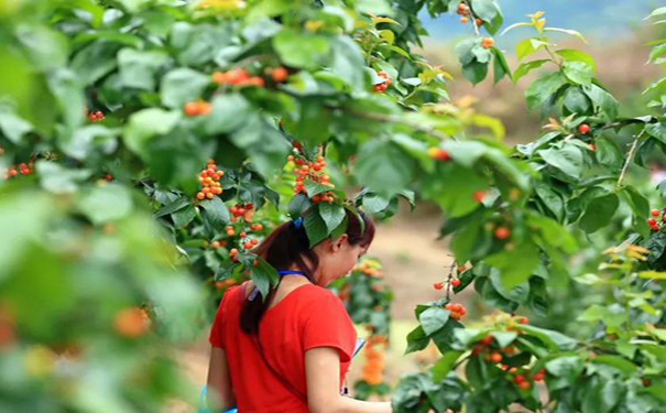 泰安樱桃采摘介绍大樱桃的药 用价值