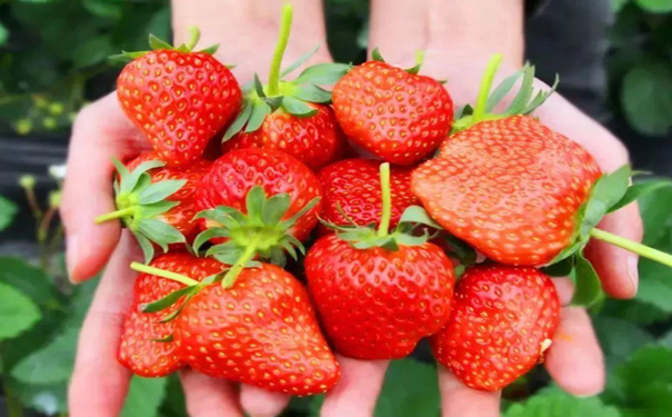 泰安草莓采摘分享草莓的种植季节