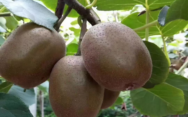 泰安猕猴桃采摘谈种植猕猴桃不能直接使用农家肥！