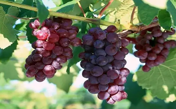 泰安葡萄采摘谈提高来年葡萄花芽量的方法